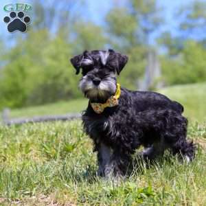 Dylan, Miniature Schnauzer Puppy